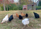 OverEZ Medium Chicken Coop - 10 Birds
